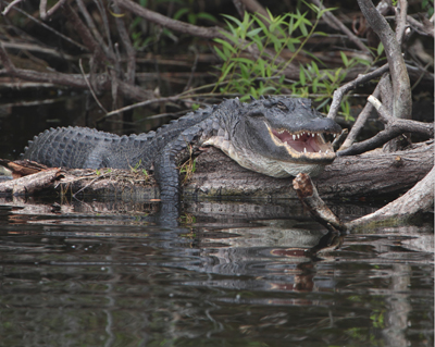 animal aligator smile