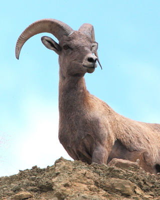 animal bighorn sheep