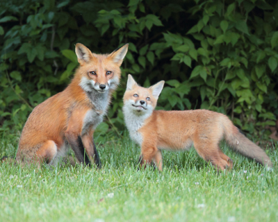 animal fox dad and kit