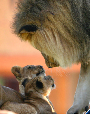 animal lion family