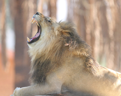 animal lion roar