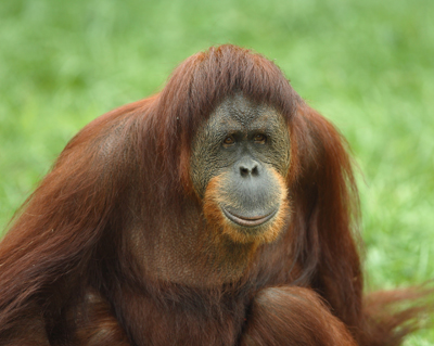 animal orangutan face