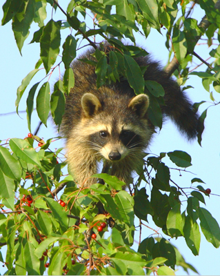 animal raccoon