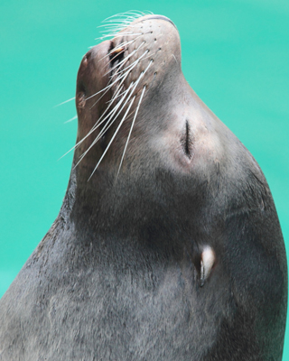 animal seal of approval