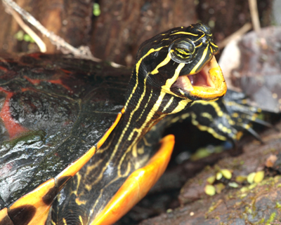 animal turtle singing