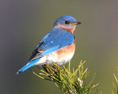 bird bluebird Georgia