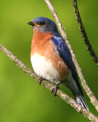 bird bluebird male front
