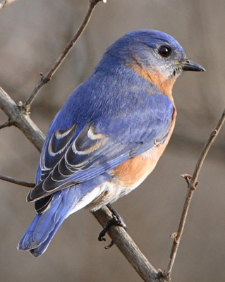 bird bluebird male