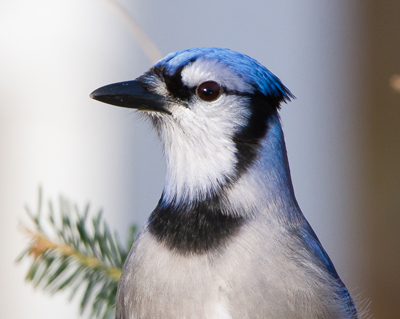 bird bluejay faceleft