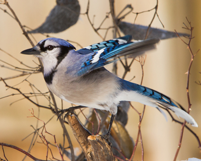 bird bluejay flap