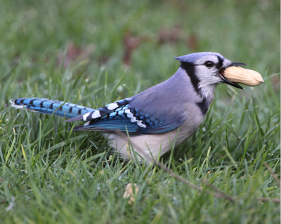 bird bluejay nut