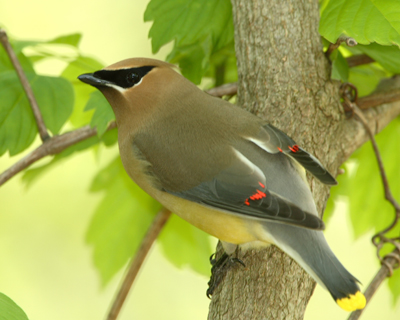 bird cedar waxwing