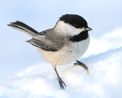 bird chickadee on snow