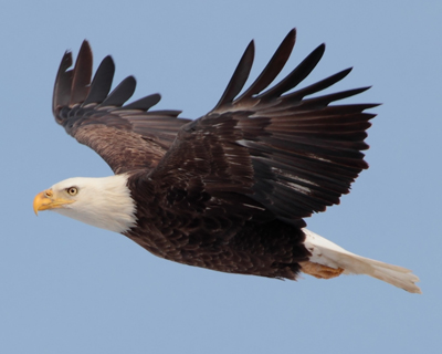 bird eagle flying