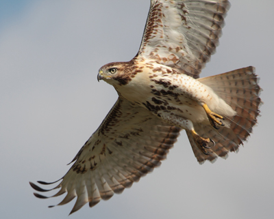 bird hawk hunter flying
