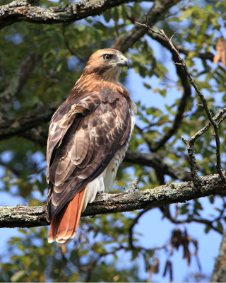 bird hawk red tail wedding profile