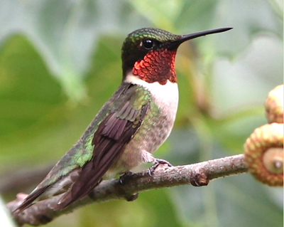 bird hummingbird male nutty