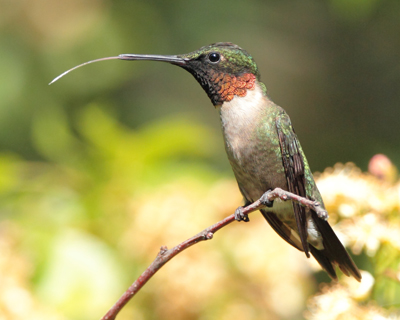 bird hummingbird tongue