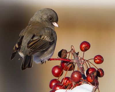 bird junco berry
