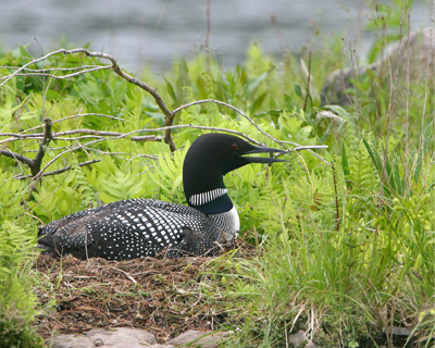 bird loon on nest