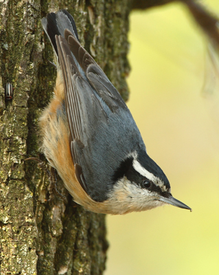 bird nuthatch redbreasted
