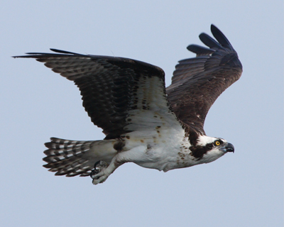 bird osprey flying