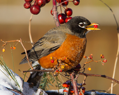 bird robin berry