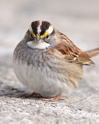 bird sparrow white throated mad