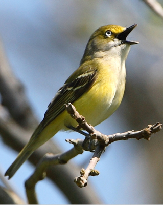 bird white eyed vireo belts it out