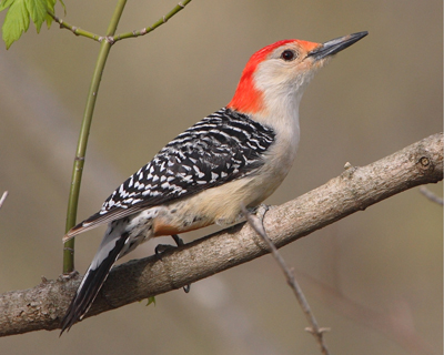 bird woodpecker red bellied branch