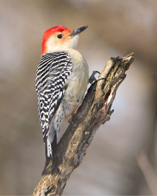 bird woodpecker red bellied dead branch