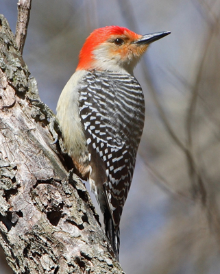 bird woodpecker red bellied on tree
