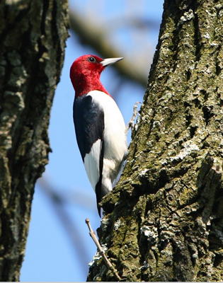 bird woodpecker red headed