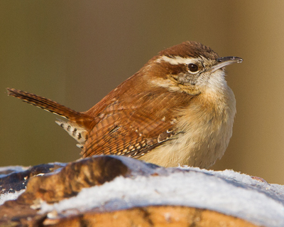 bird wren carolina on my mind