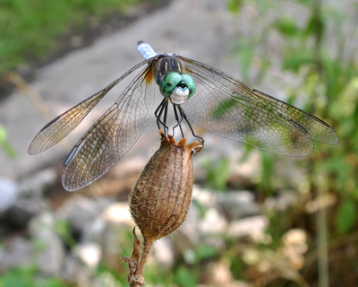 bug dragonfly smiling