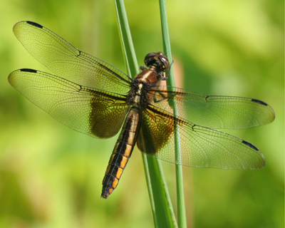 bug dragonfly whitetail female