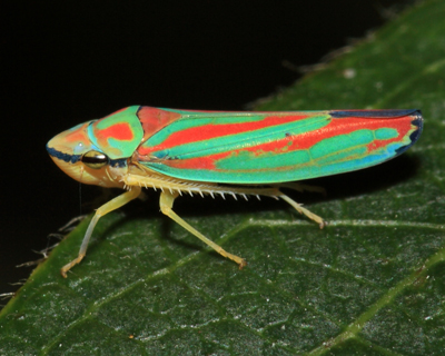 bug leafhopper scarlet and green