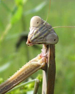 bug praying mantis face