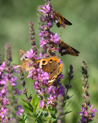 butterfly buckeye and more