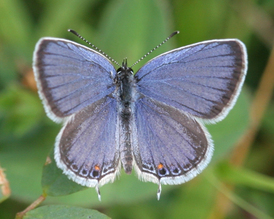 butterfly hairstreak eastern tailed blue