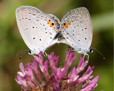 butterfly hairstreaks mating