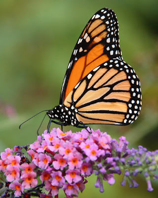 butterfly monarch closed