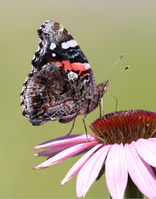 butterfly red admiral whole