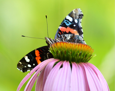 butterfly red admiral
