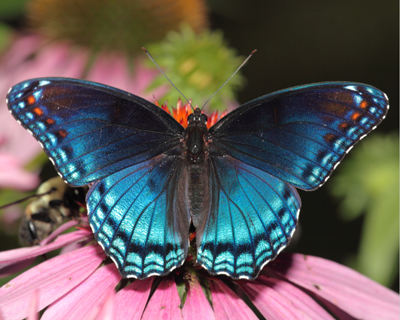 butterfly red spotted purple open