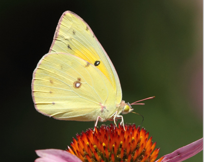 butterfly sulphur