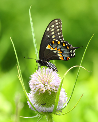 butterfly swallowtail black