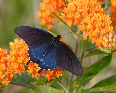 butterfly swallowtail pipevine