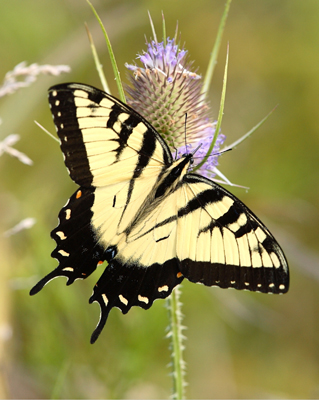 butterfly swallowtail tiger on teasel