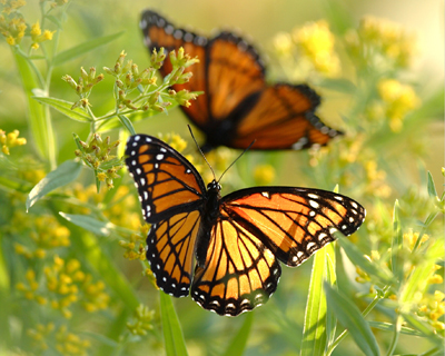 butterfly viceroy artsy Stan